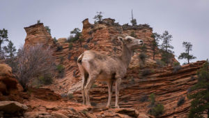 시온 국립공원(Zion National Park)