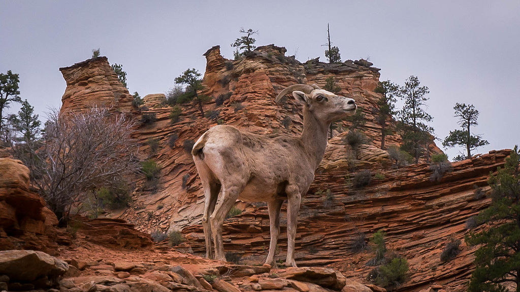 시온 국립공원(Zion National Park)