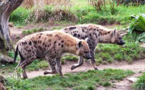 hyenas