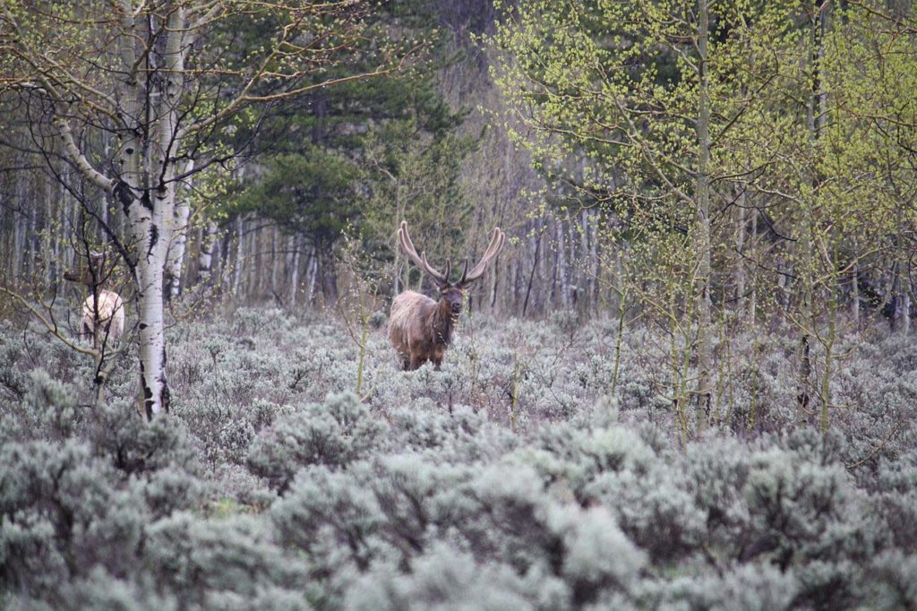Elk_in_wild
