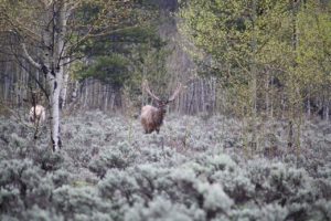 Elk_in_wild