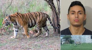 houston_tiger_incident