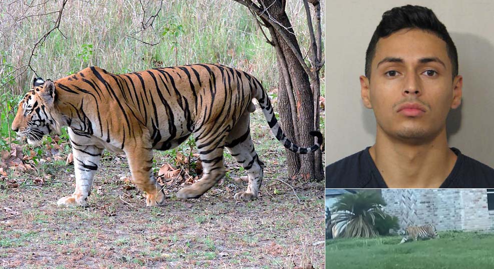 houston_tiger_incident