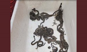 북부 캘리포니아의 한 집에서 발견된 90마리 이상의 방울 뱀