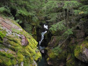 삼나무 산책로(Trail of the Cedars)