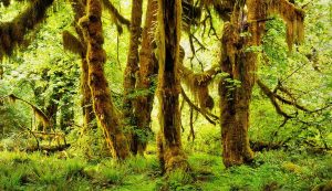 올림픽국립공원 - 호레인 포레스트(Hoh Rain Forest)