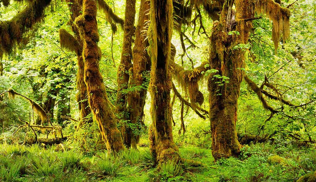 올림픽국립공원 - 호레인 포레스트(Hoh Rain Forest)