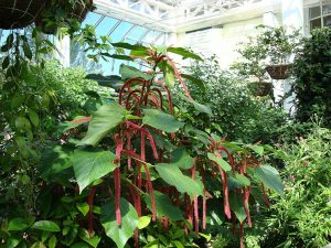 키웨스트 나비 자연온실(Key West Butterfly & Nature Conservatory)