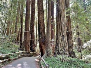 뮤어우즈 국립천연기념물(Muir Woods National Monument)