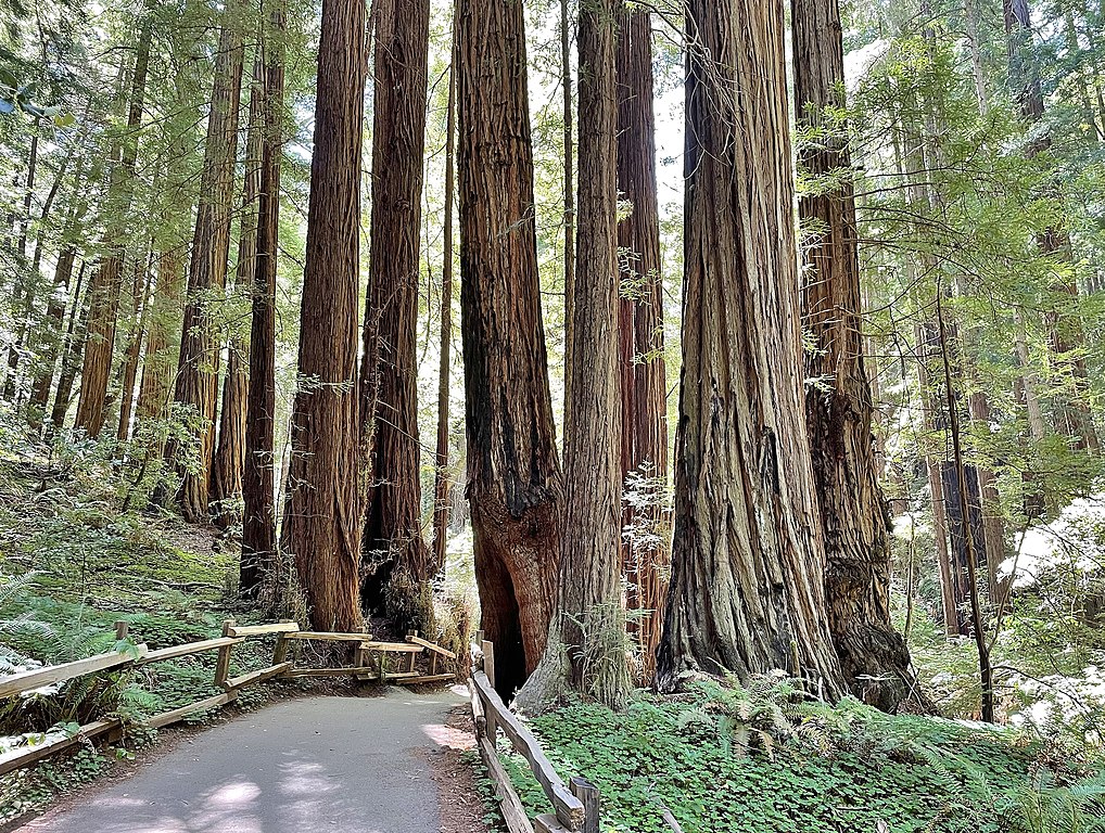 뮤어우즈 국립천연기념물(Muir Woods National Monument)