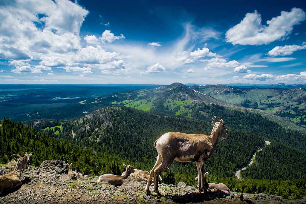 옐로스톤: 워시번 산(Mount Washburn)