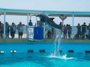 걸파리움 해양공원(Gulfarium Marine Adventure Park)