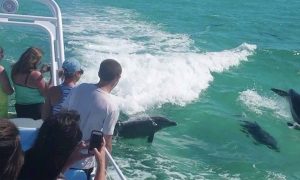데스틴 돌핀 크루즈(Destin Dolphin Cruises)