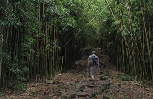 피피와이 트레일(Pipiwai Trail)