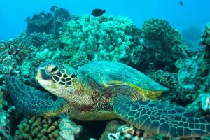 거북이 마을(Turtle Town)