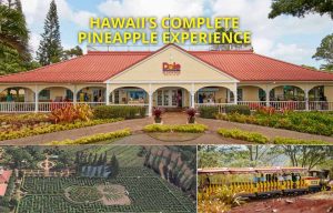 돌 플랜테이션(Dole Plantation)