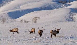 국립엘크보호구역(National Elk Refuge)