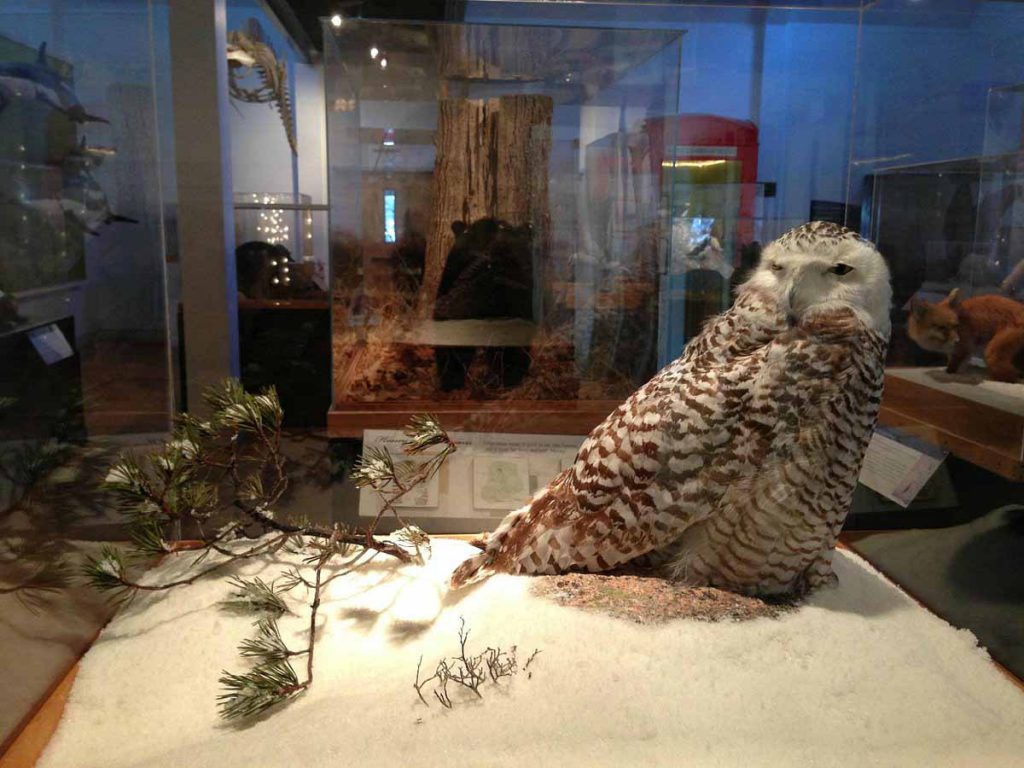 조지 B. 도르 자연사 박물관(George B. Dorr Museum of Natural History)