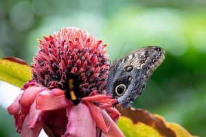 코크렐 나비 센터(Cockrell Butterfly Center)