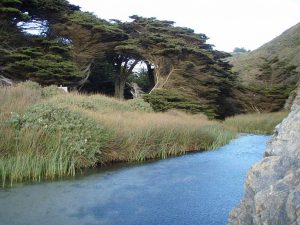 파이퍼 빅서(Pfeiffer Big Sur) 주립공원